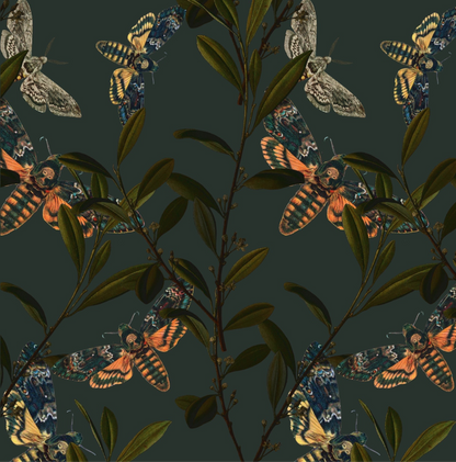 Death-Head Moth Wallpaper