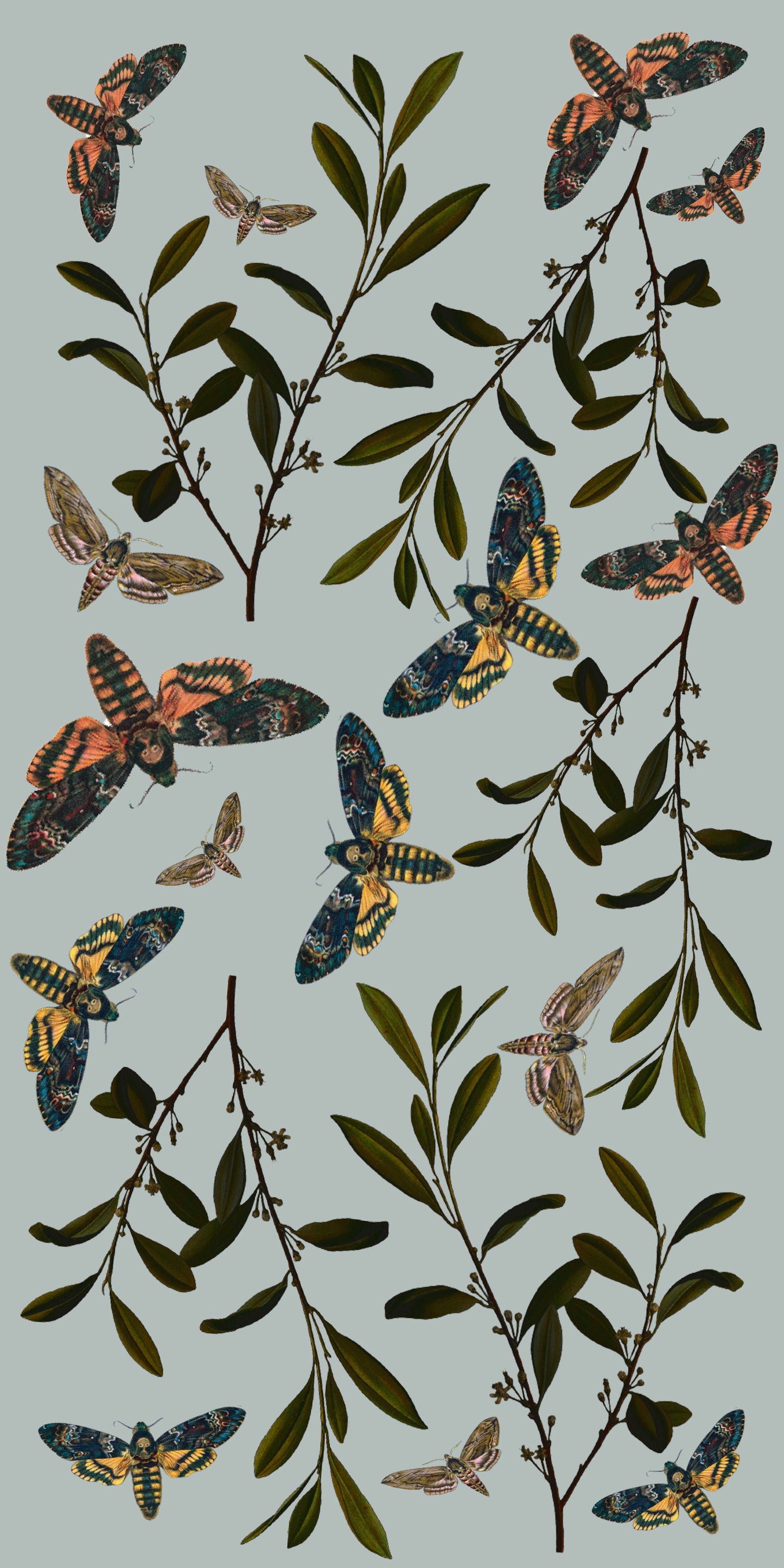 Death-head Hawk Moth Decals